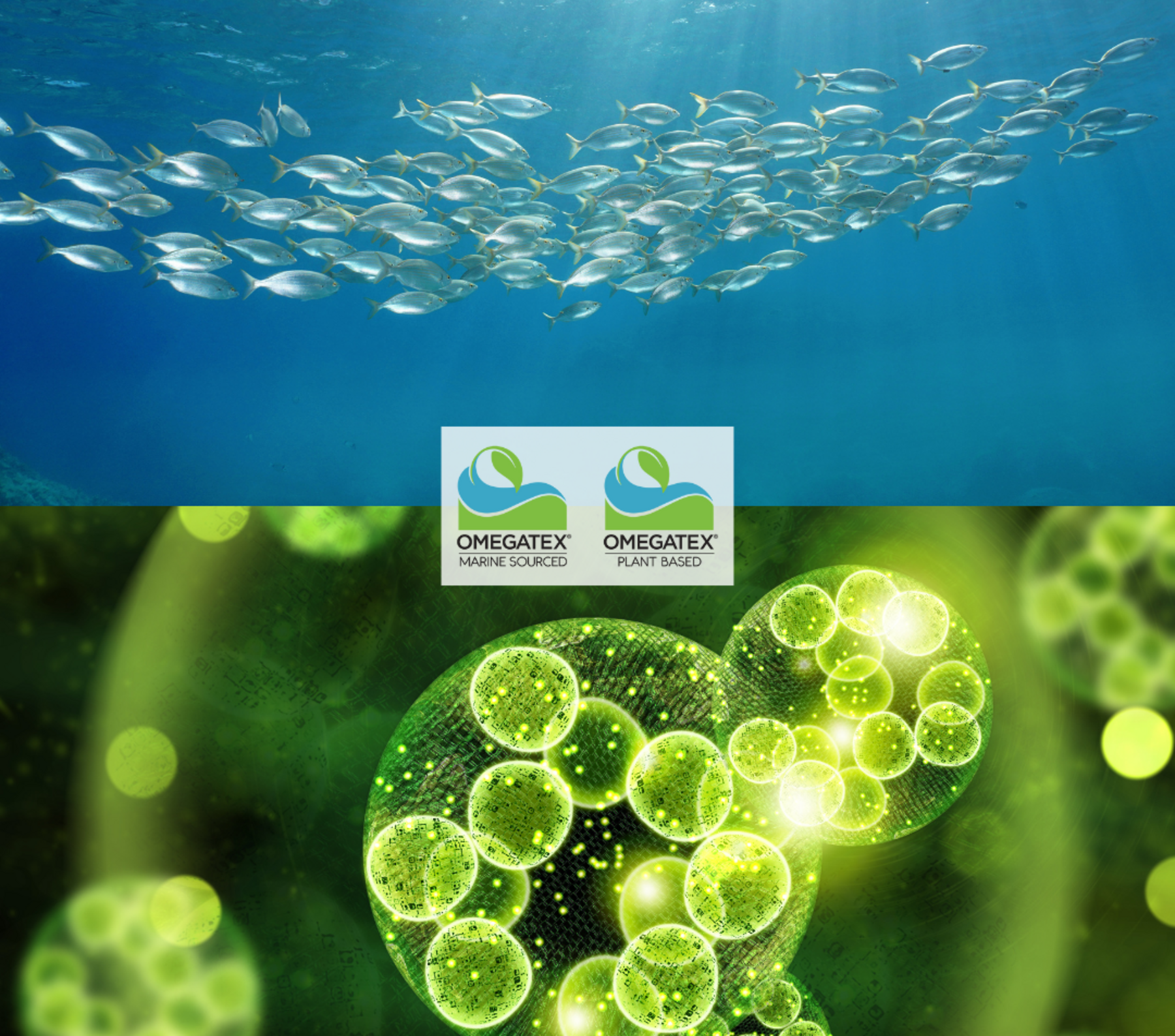 Unlock the Power of Omega-3 with Omegatex®! | BTC Europe